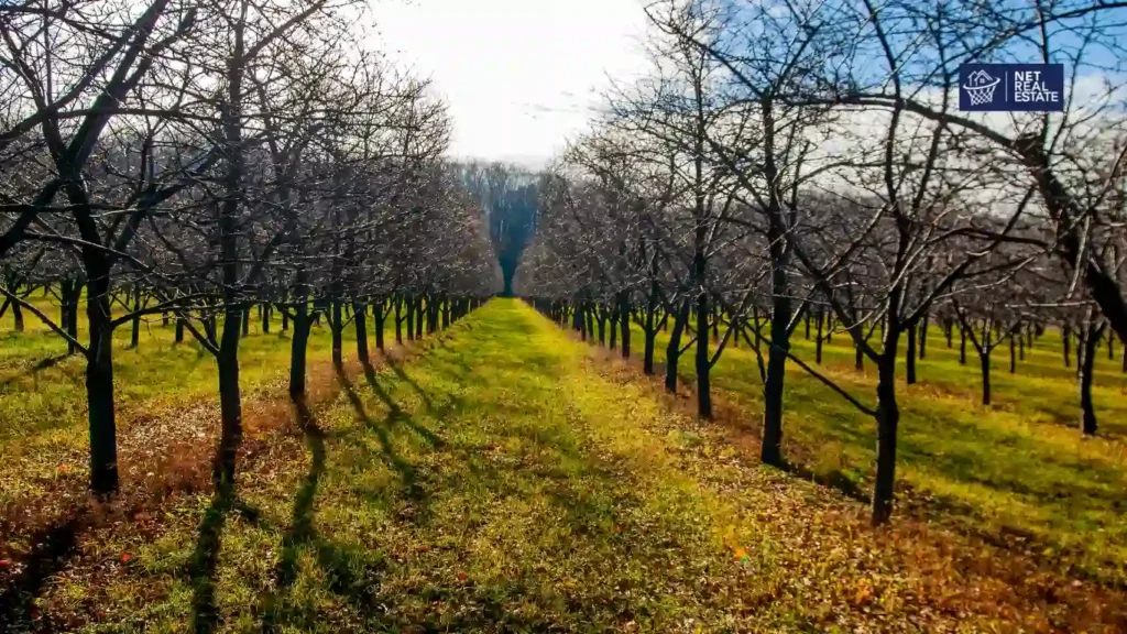 Living in Omena, MI - Apple Orchard